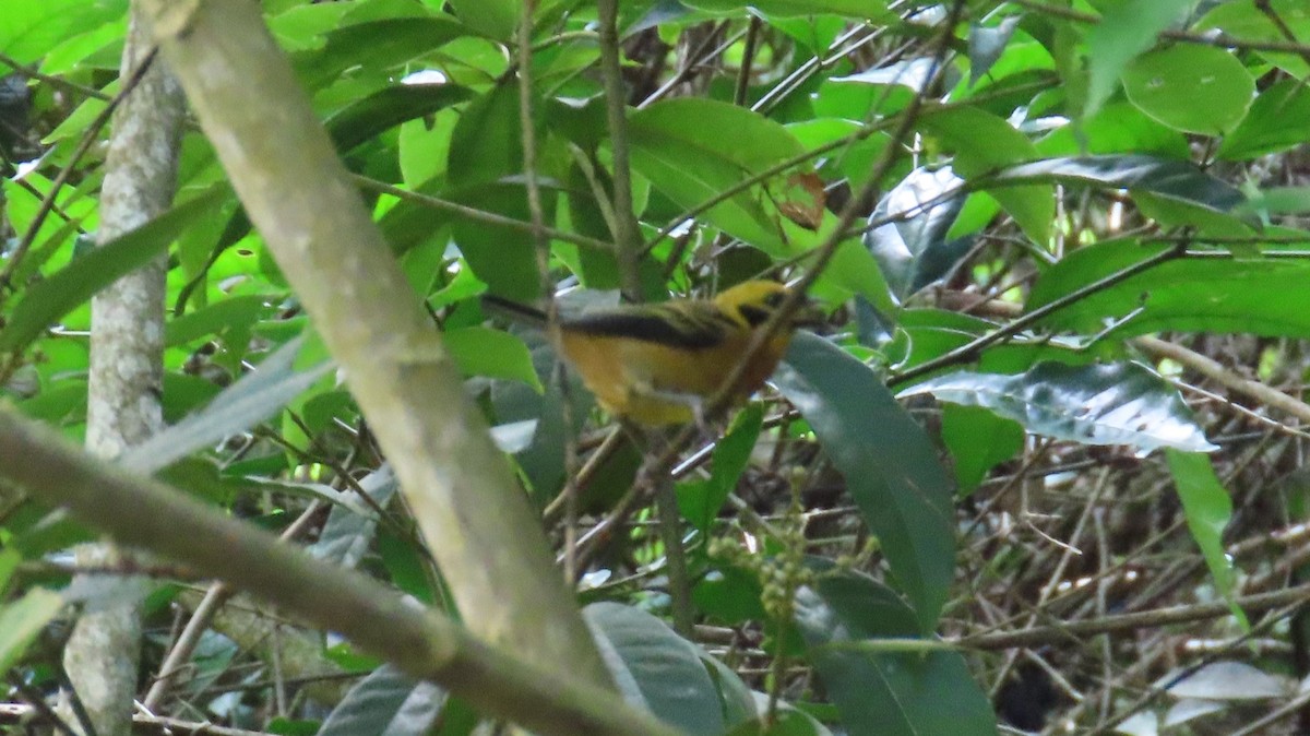 Golden Tanager - ML643164875