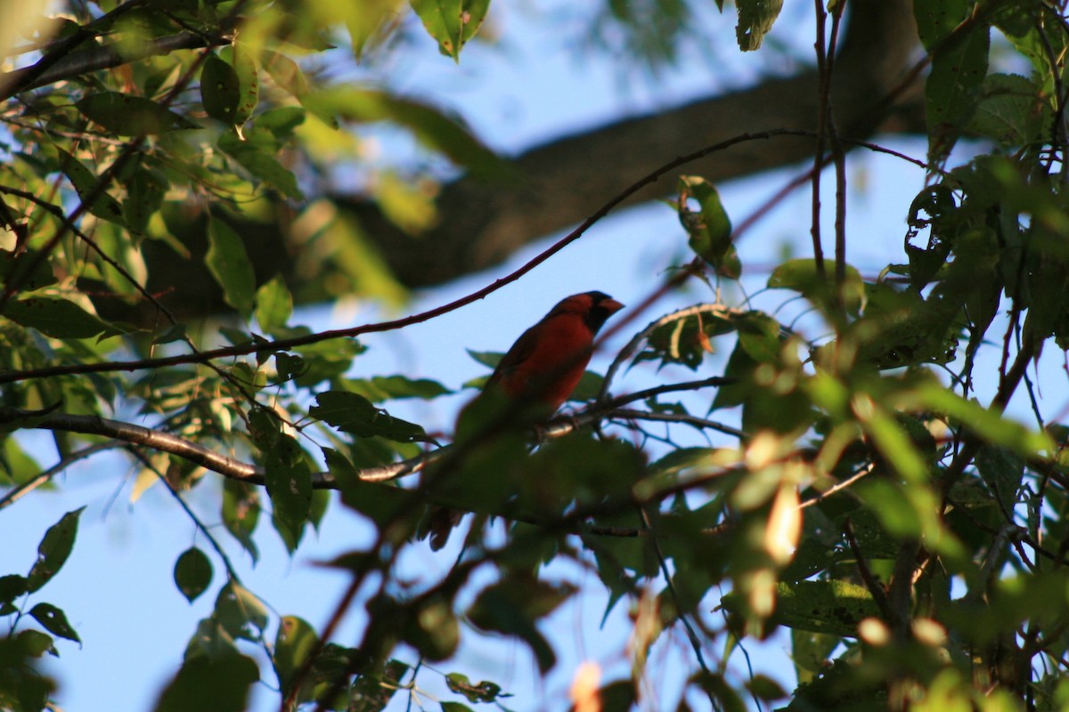 Northern Cardinal - ML643164888
