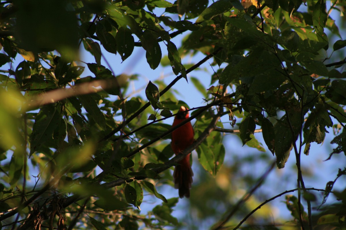 Northern Cardinal - ML643164889