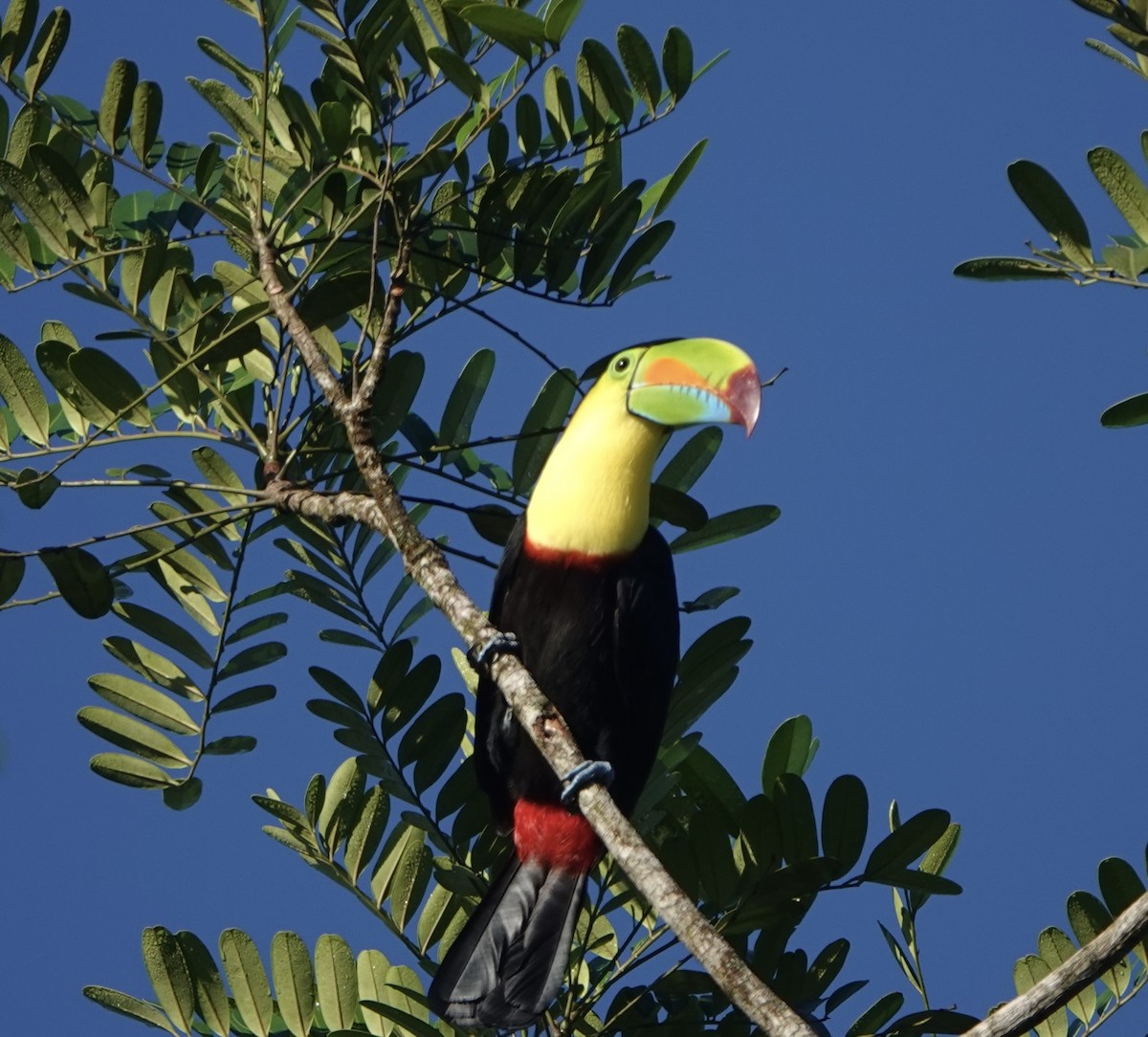 Karina Gagalı Tukan - ML643164890