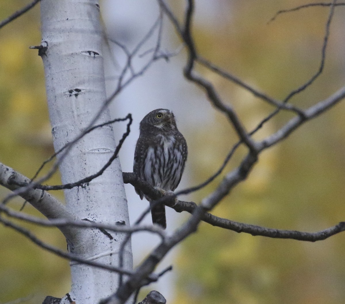 Northern Pygmy-Owl - ML643164913