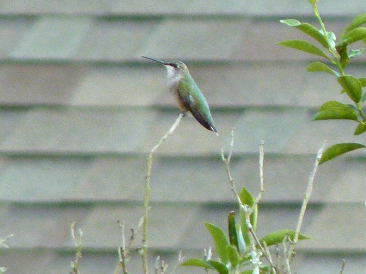 Ruby-throated Hummingbird - ML643164920