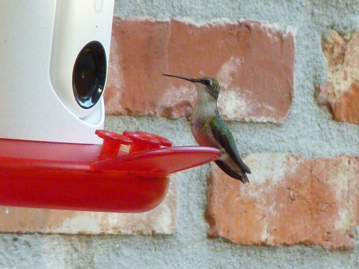 Ruby-throated Hummingbird - ML643164921