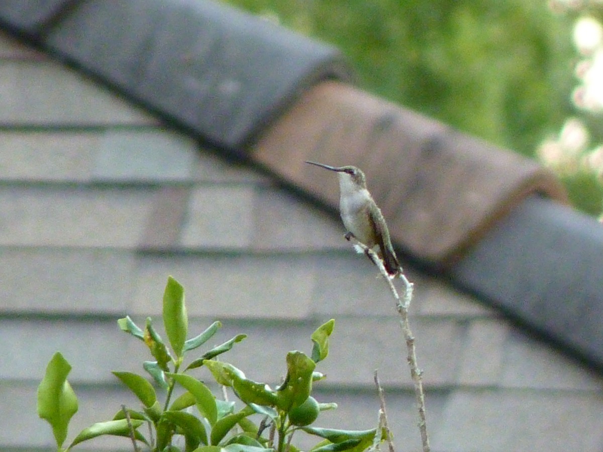 Ruby-throated Hummingbird - ML643164922