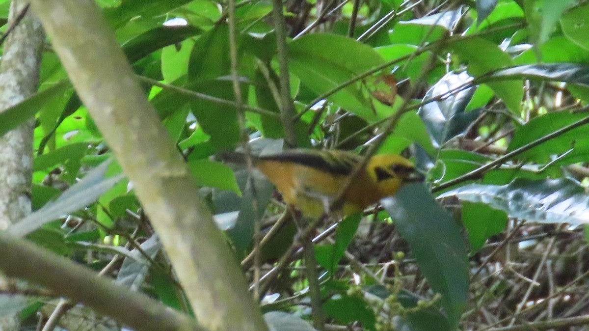 Golden Tanager - ML643164928