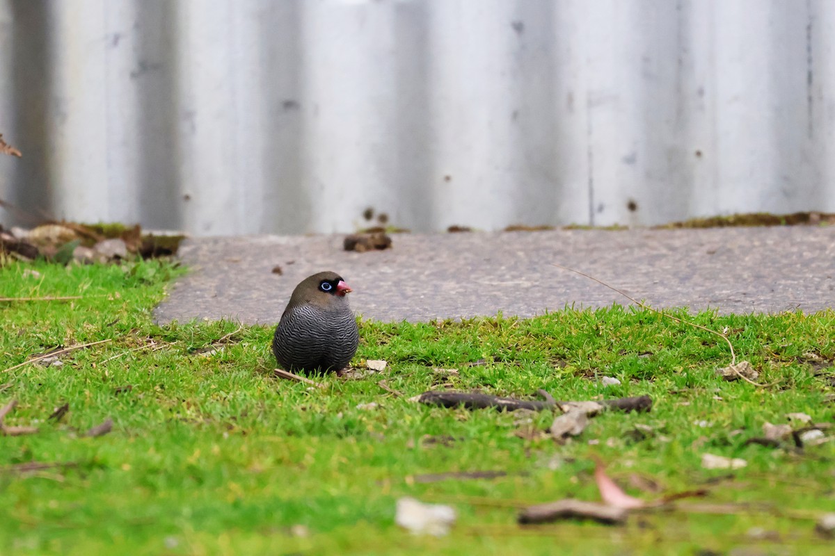 Beautiful Firetail - ML643164931