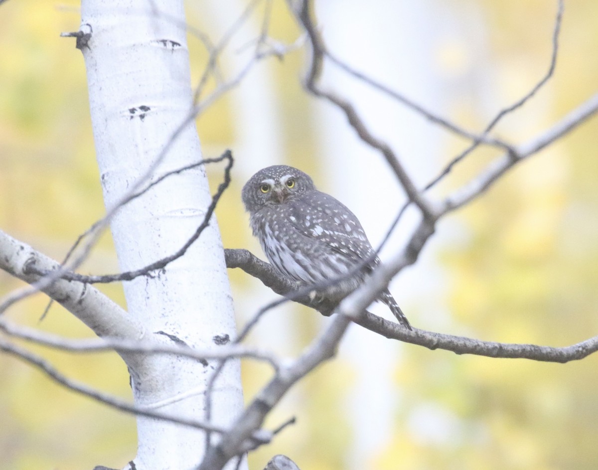 Northern Pygmy-Owl - ML643164937