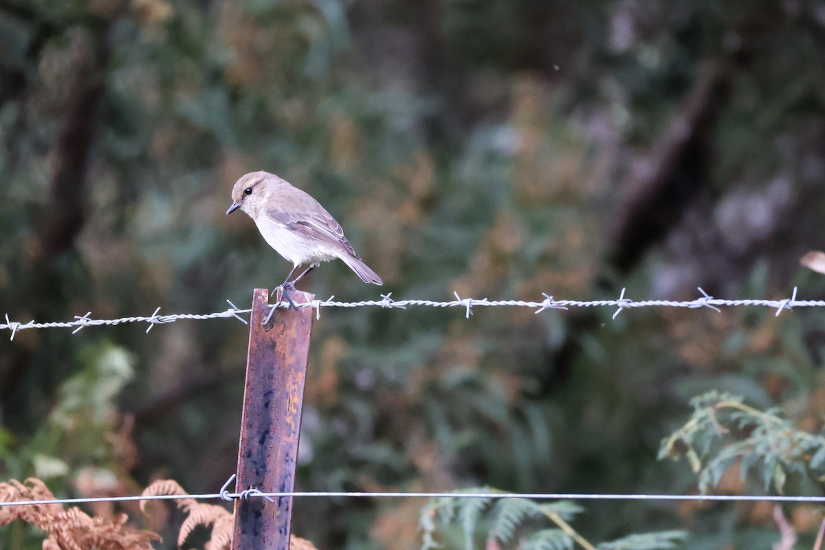 Dusky Robin - ML643164941