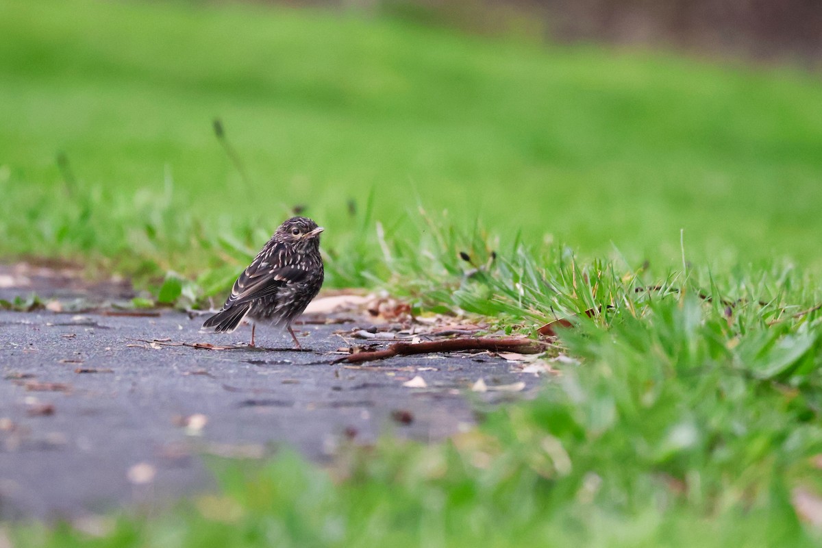 Dusky Robin - ML643164942