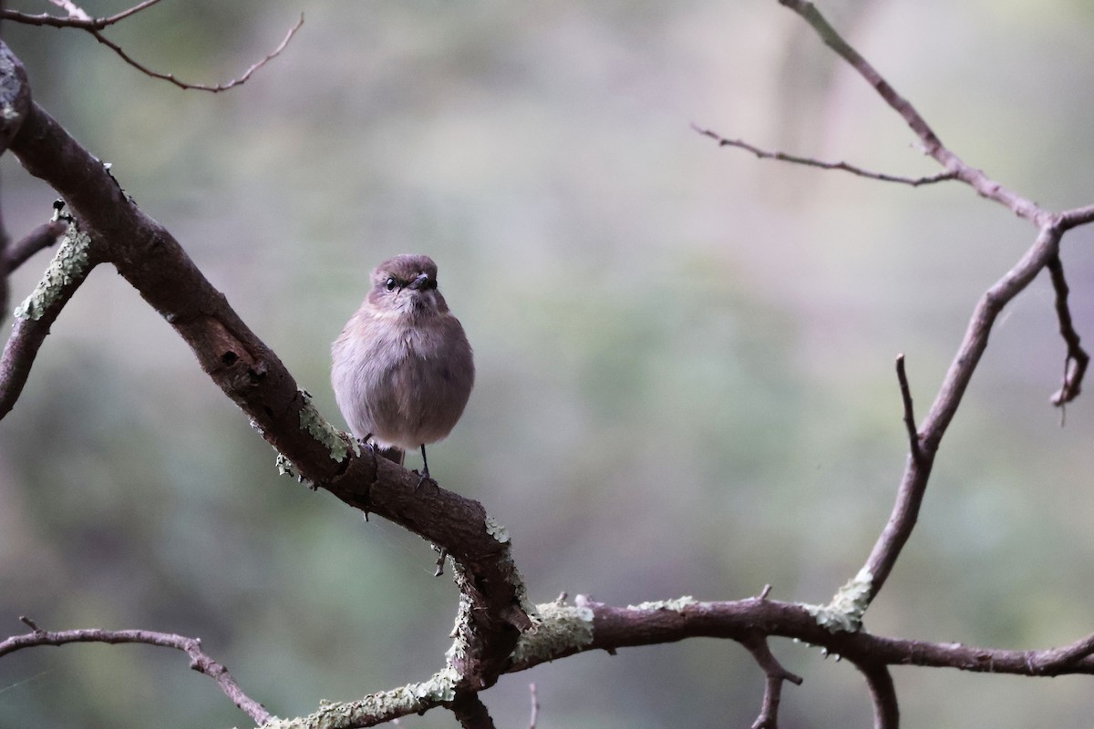 Dusky Robin - ML643164943