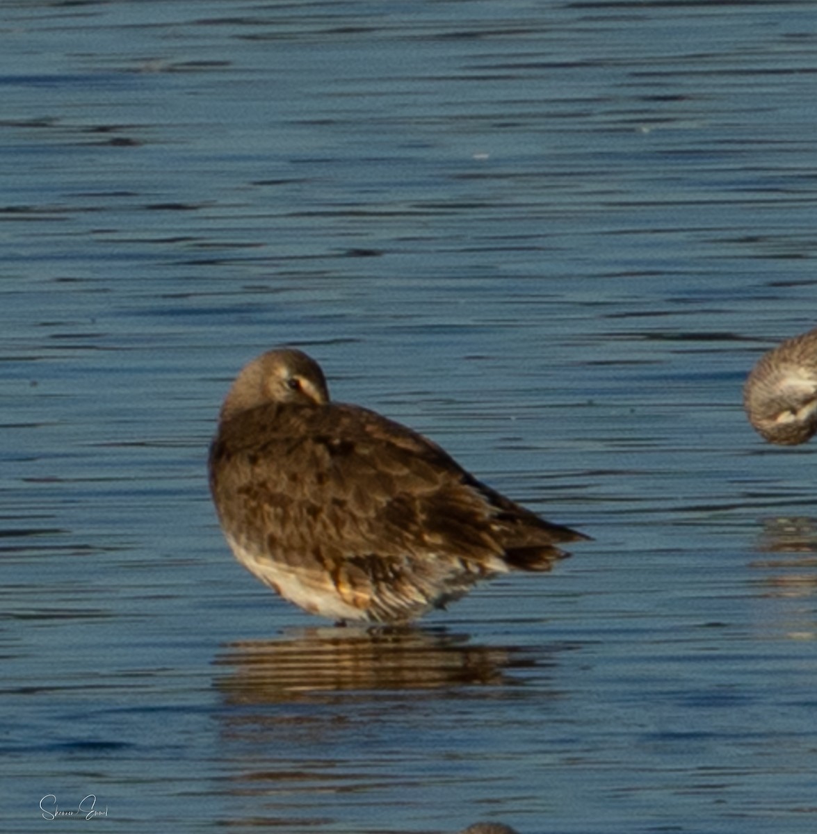 Hudsonian Godwit - ML643164946