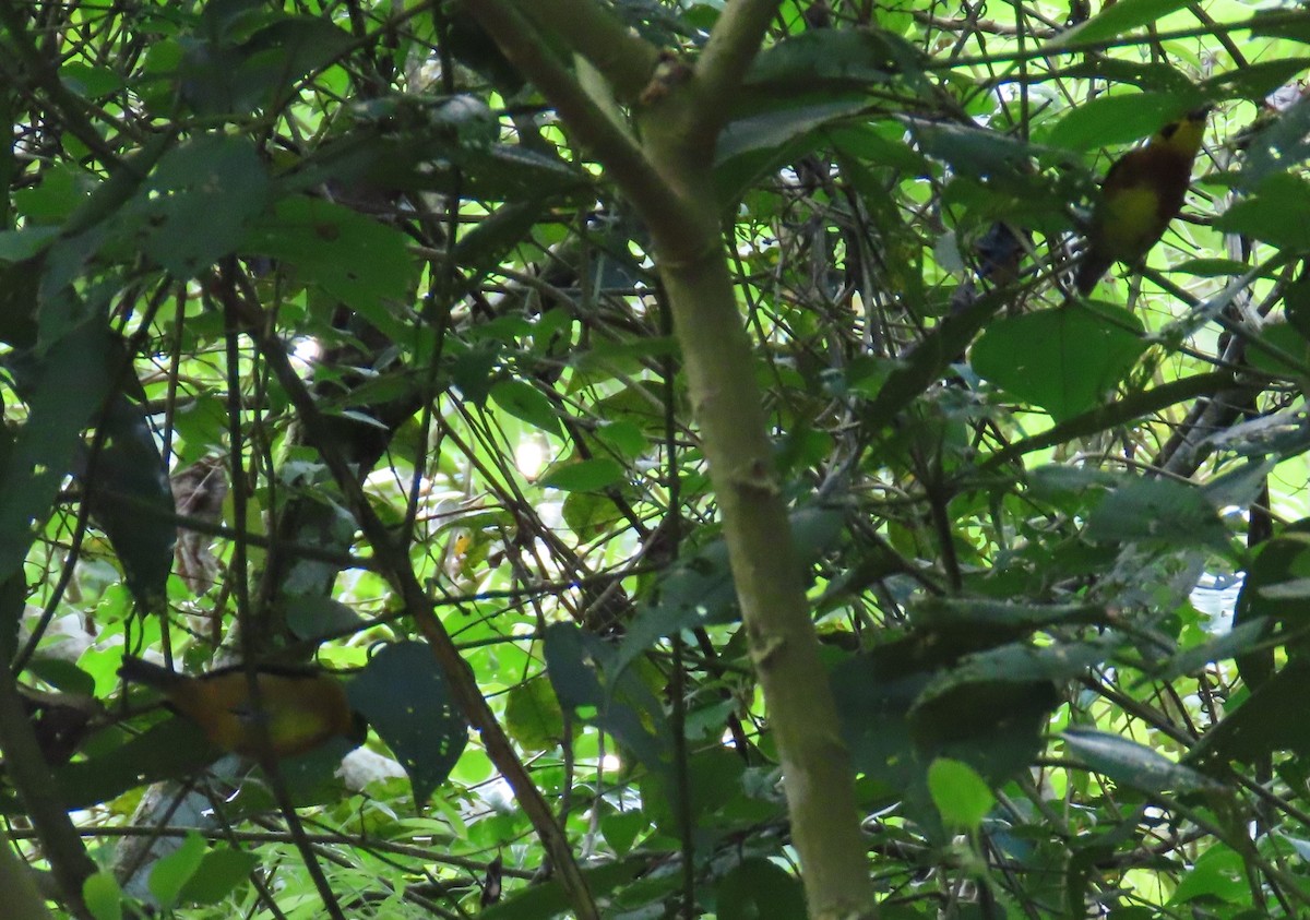 Golden Tanager - ML643164951