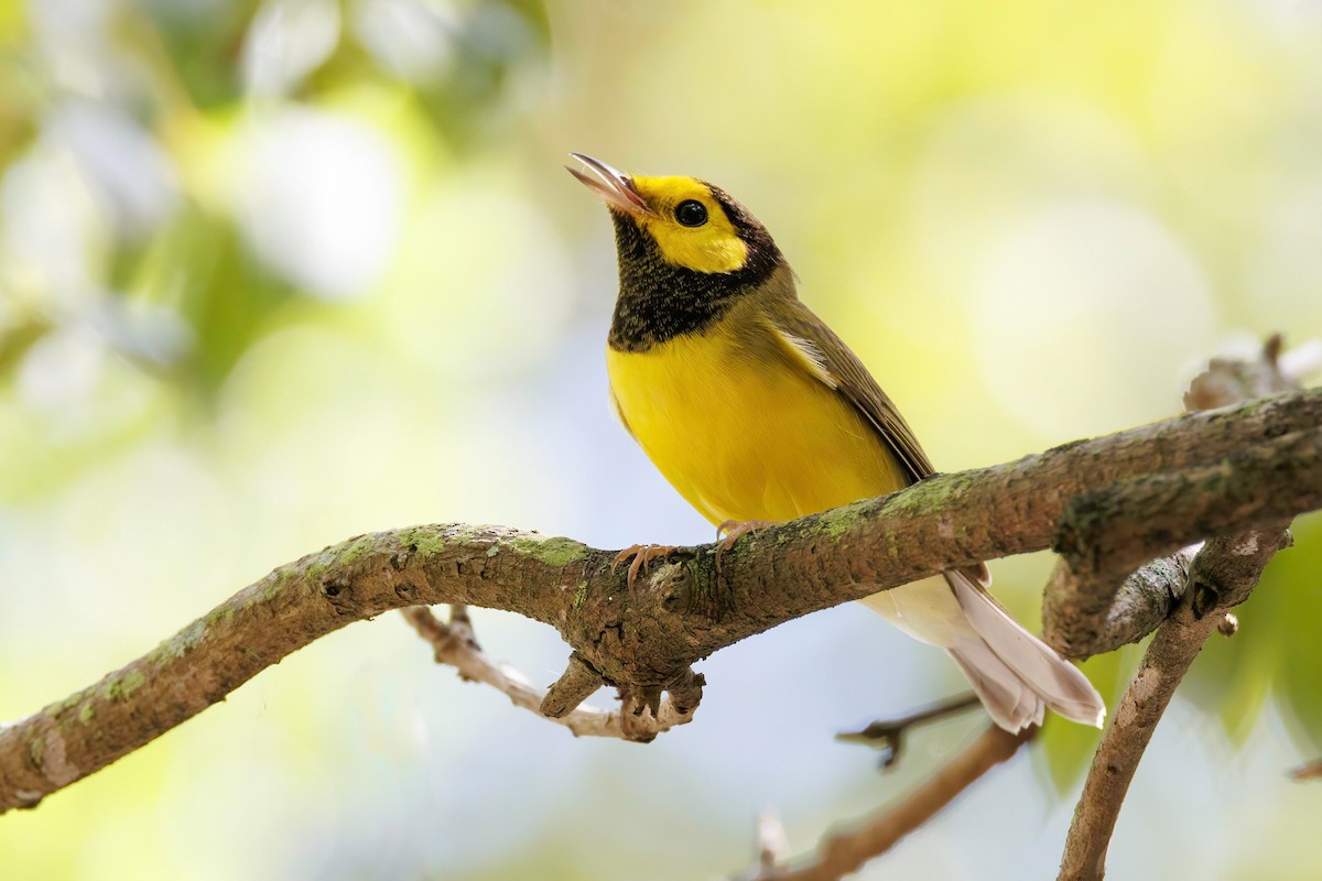 Hooded Warbler - ML643164954