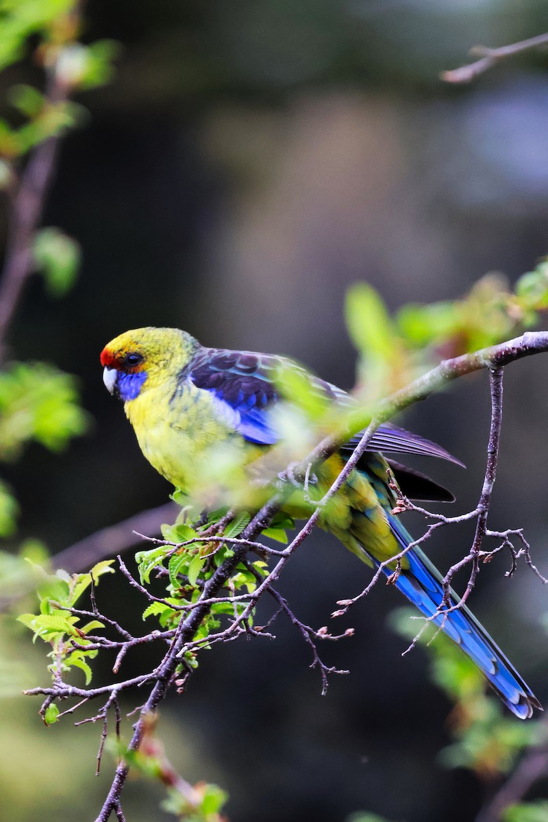 Green Rosella - ML643164957