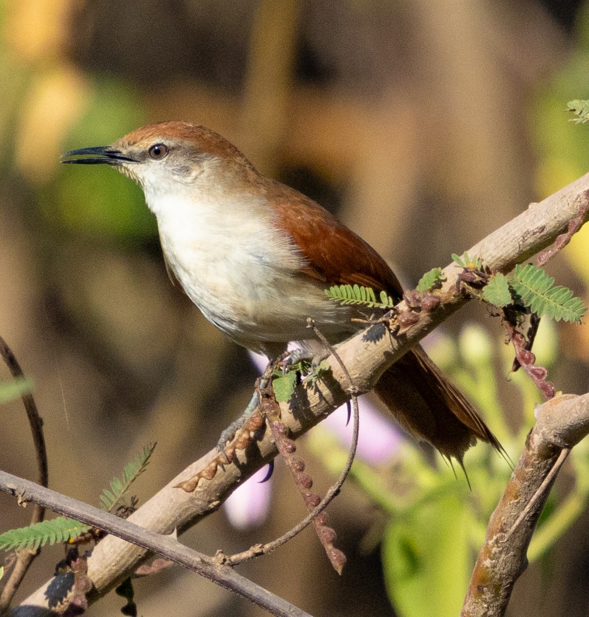 キバシリカマドドリ - ML643164962