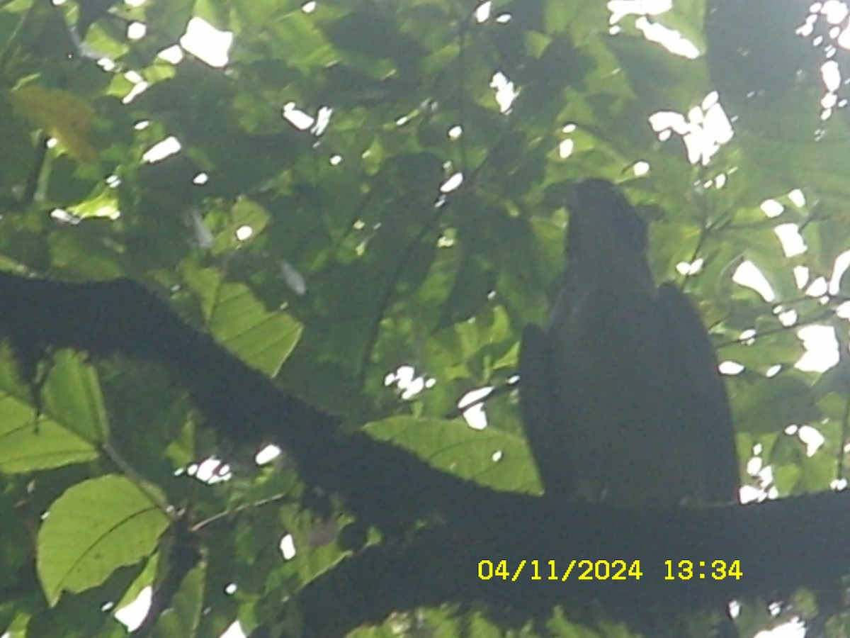 Gray-bellied Hawk - ML643164965