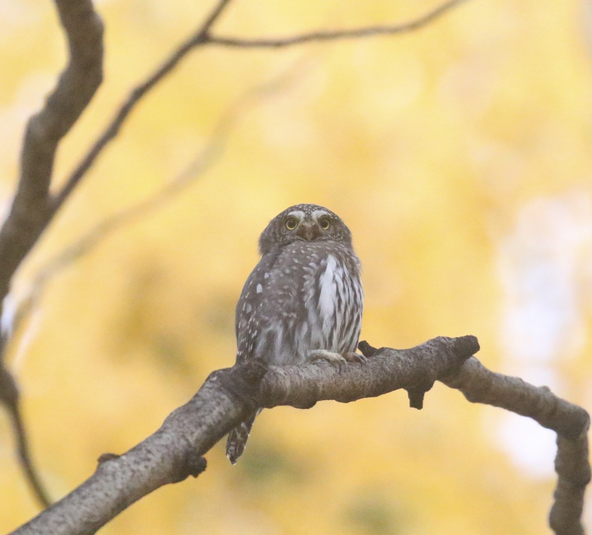 Northern Pygmy-Owl - ML643164968