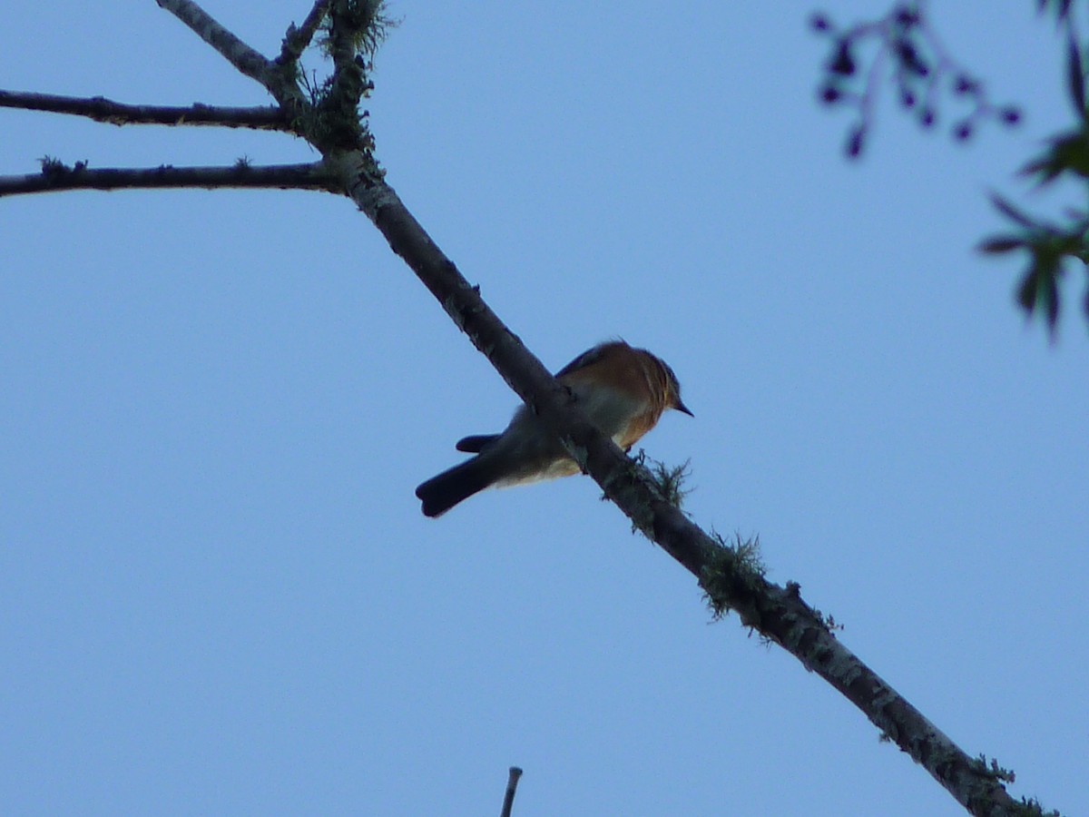 Eastern Bluebird - ML643164970
