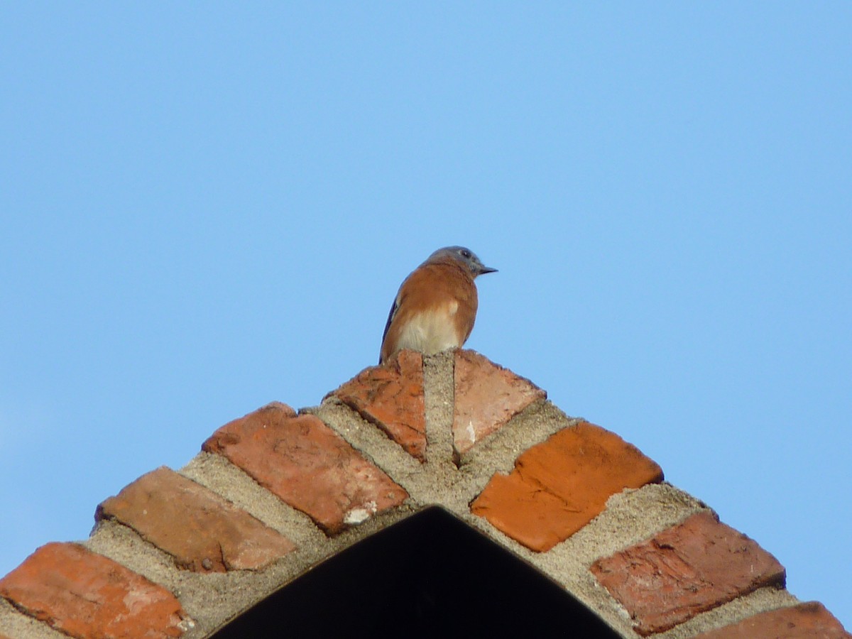 Eastern Bluebird - ML643164971