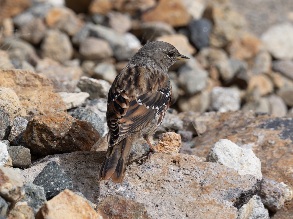 Alpine Accentor - ML643164980