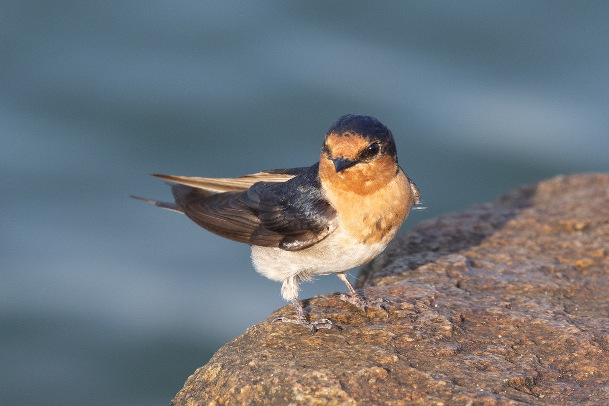Welcome Swallow - ML643165005