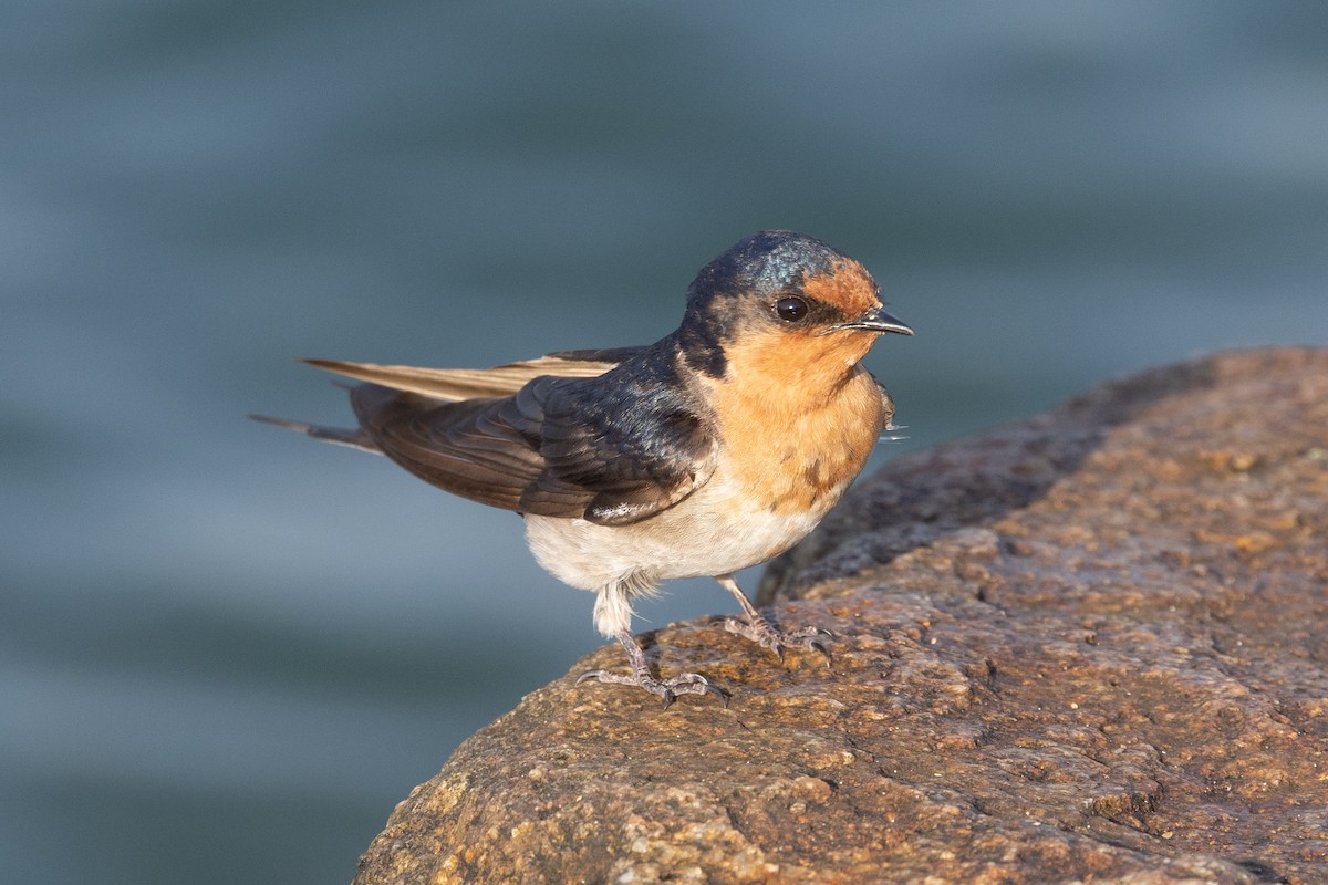 Welcome Swallow - ML643165006