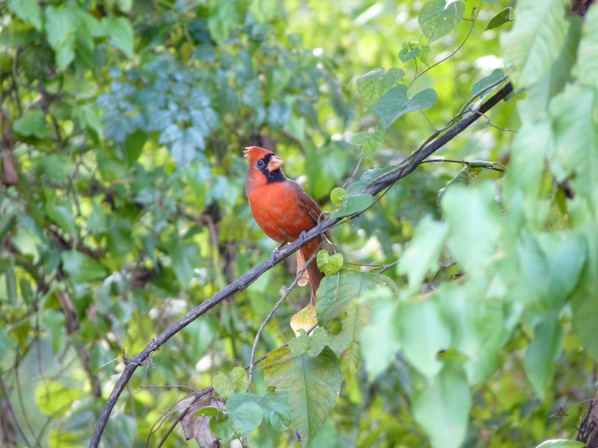 Northern Cardinal - ML643165010