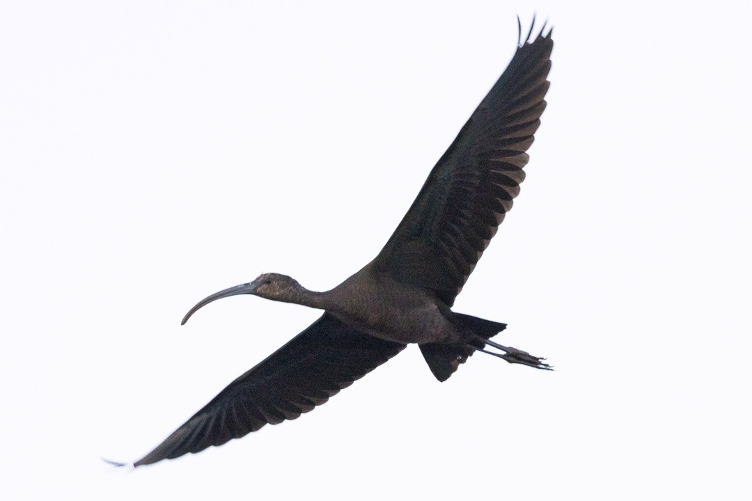 White-faced Ibis - ML643165026