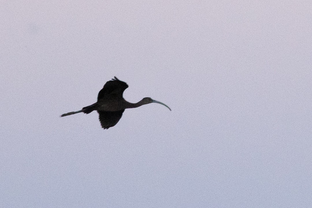 White-faced Ibis - ML643165027