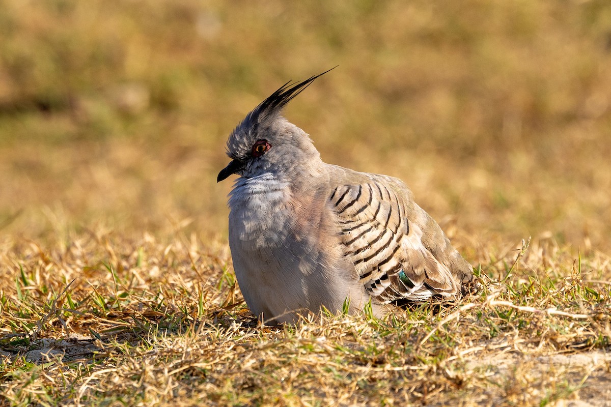 Crested Pigeon - ML643165030