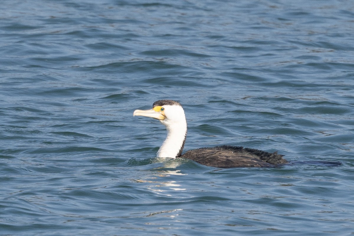 Pied Cormorant - ML643165040