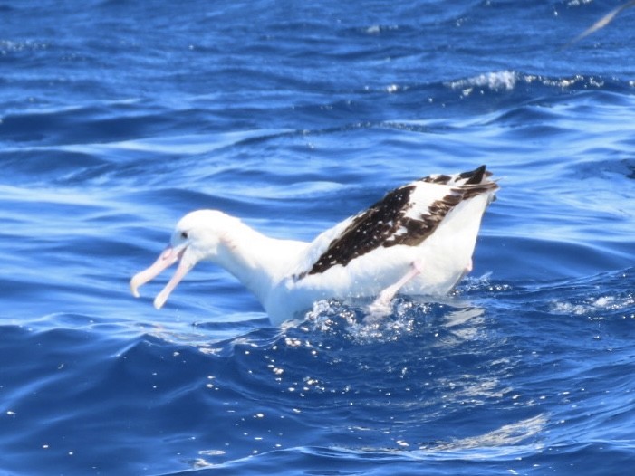 Antipodean Albatross (Gibson's) - ML643165061