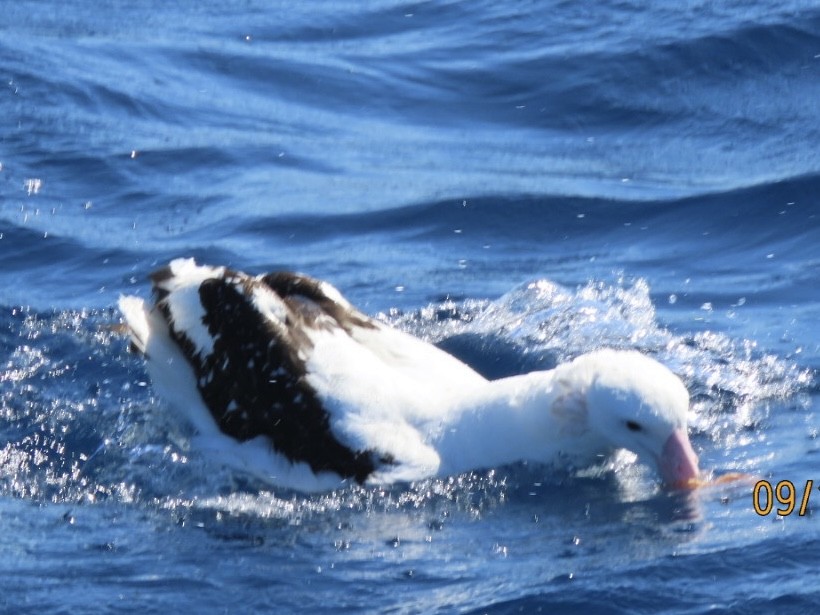 Antipodean Albatross (Gibson's) - ML643165062
