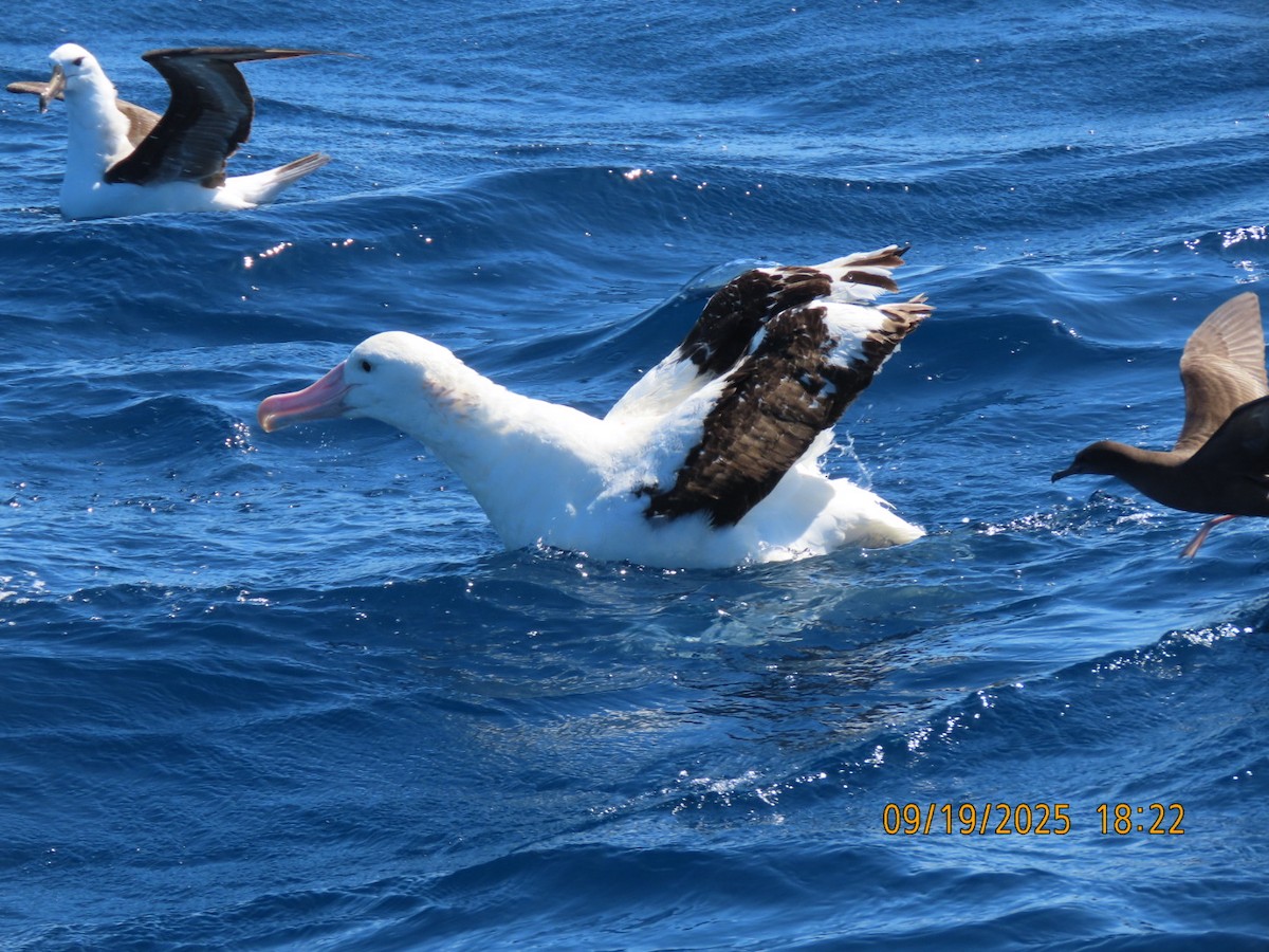Antipodean Albatross (Gibson's) - ML643165063