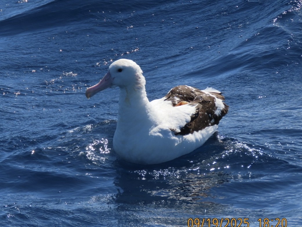 Antipodean Albatross (Gibson's) - ML643165064