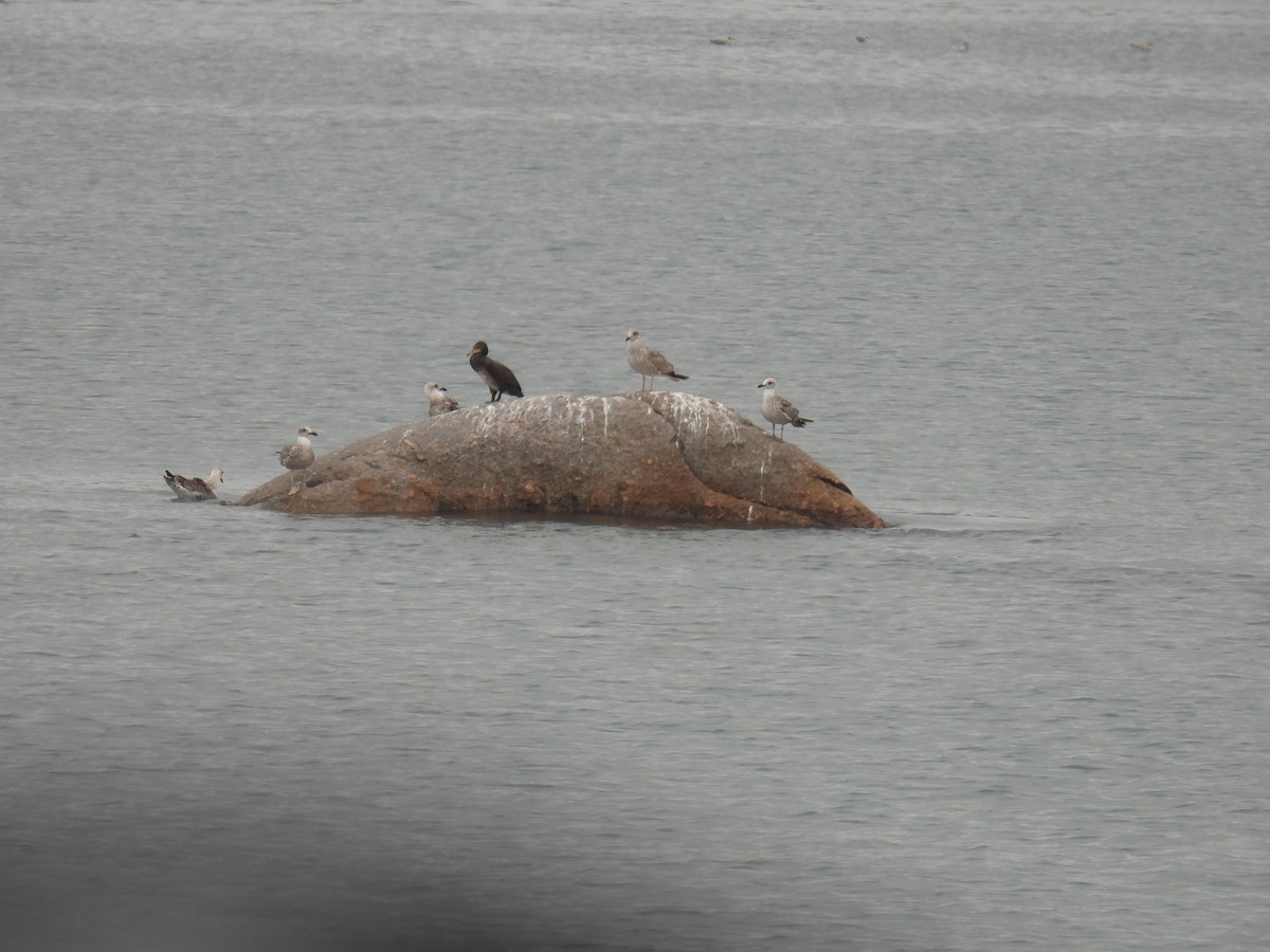 Yellow-legged Gull - ML643165067