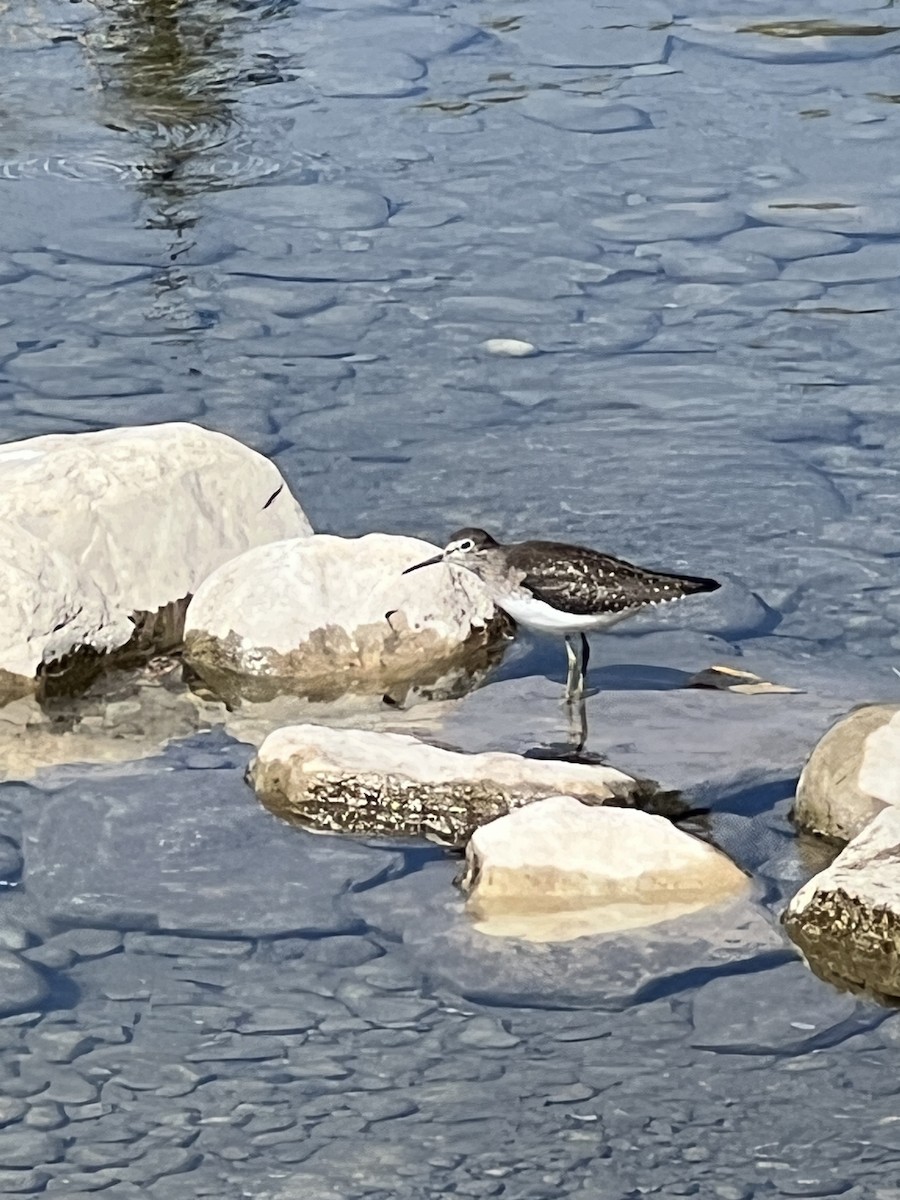 Solitary Sandpiper - ML643165071