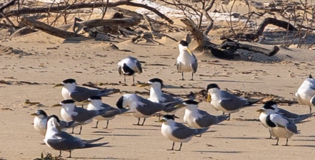 鳳頭燕鷗 - ML643165073