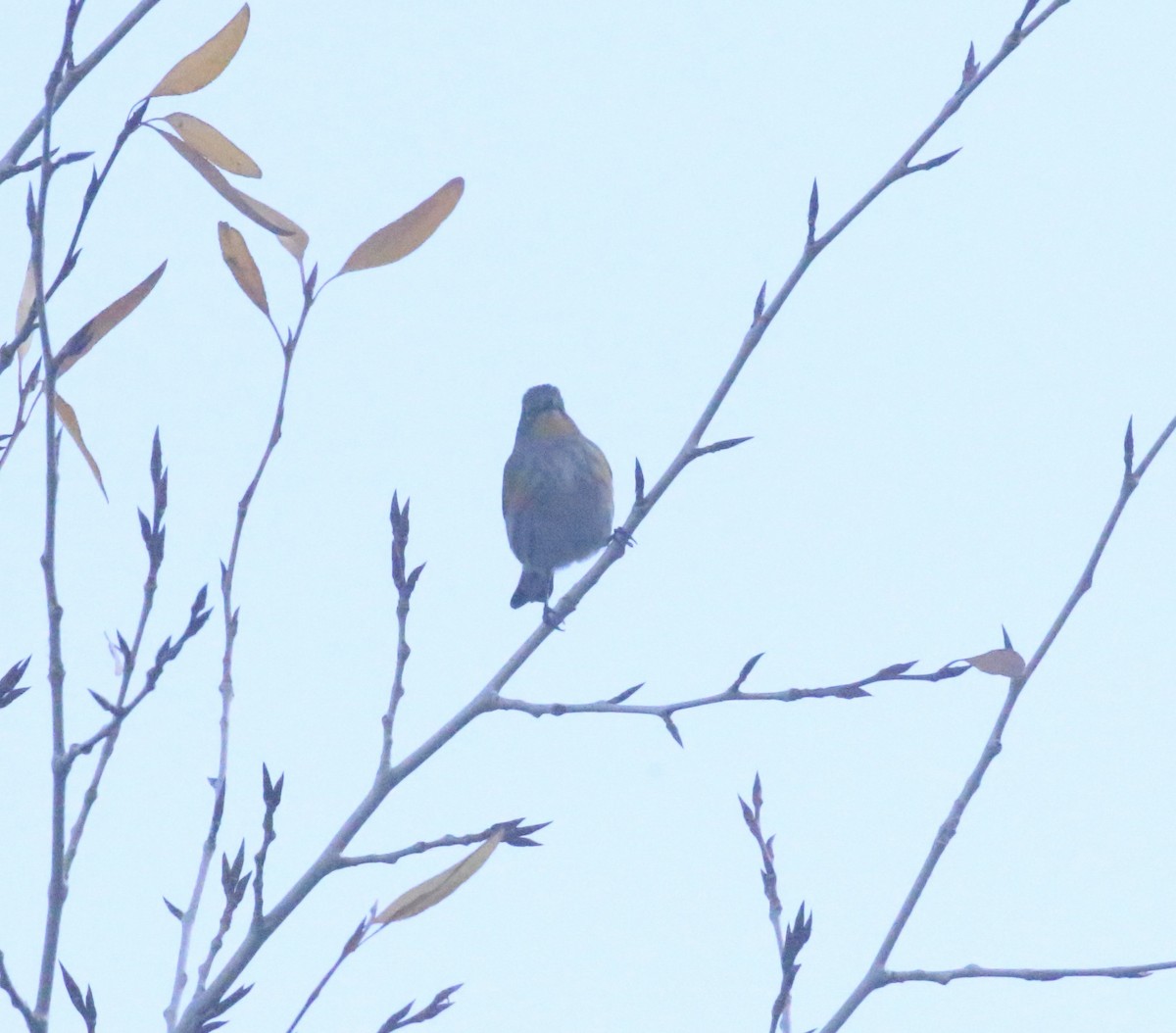 Yellow-rumped Warbler - ML643165084