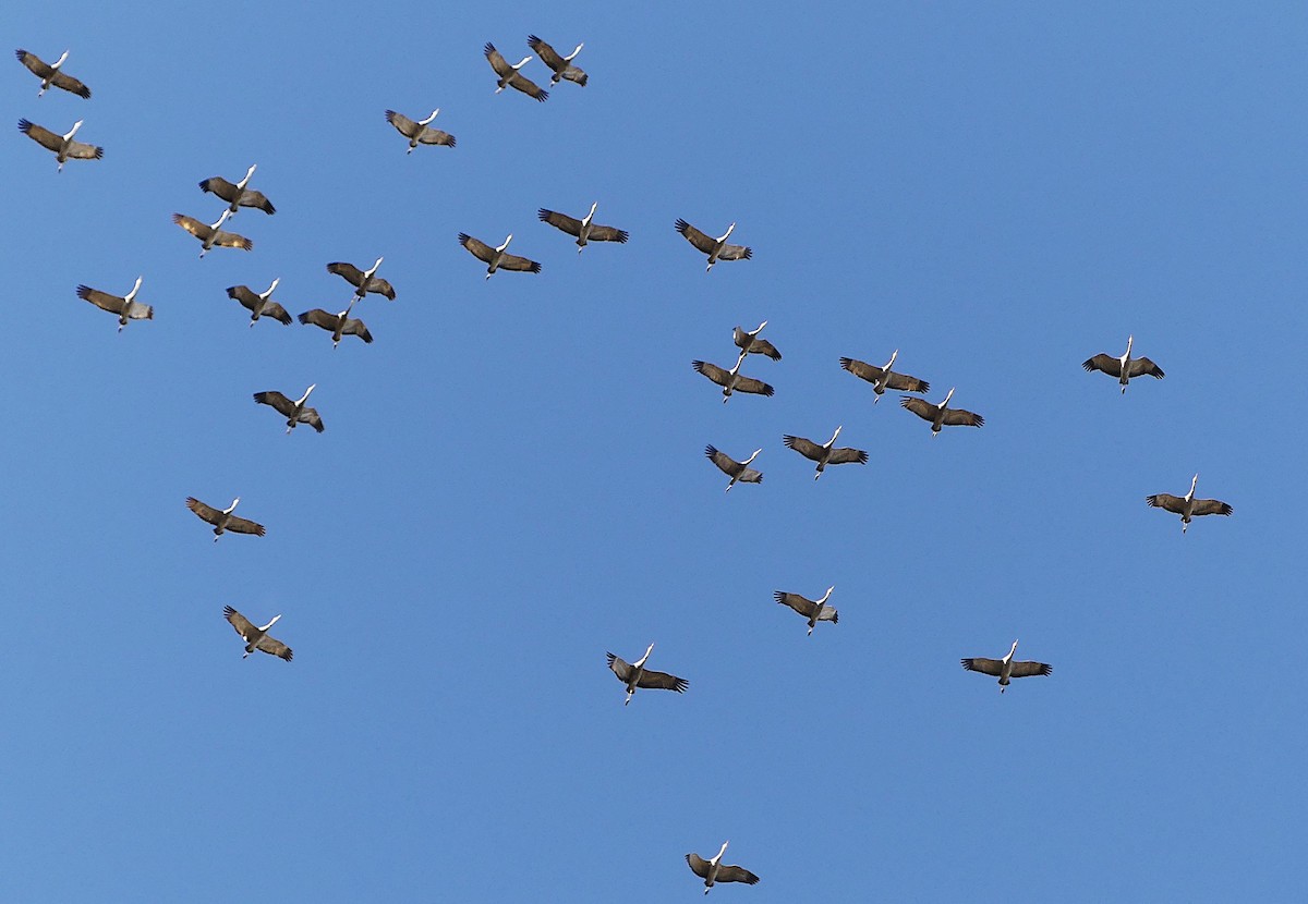 カナダヅル - ML643165088