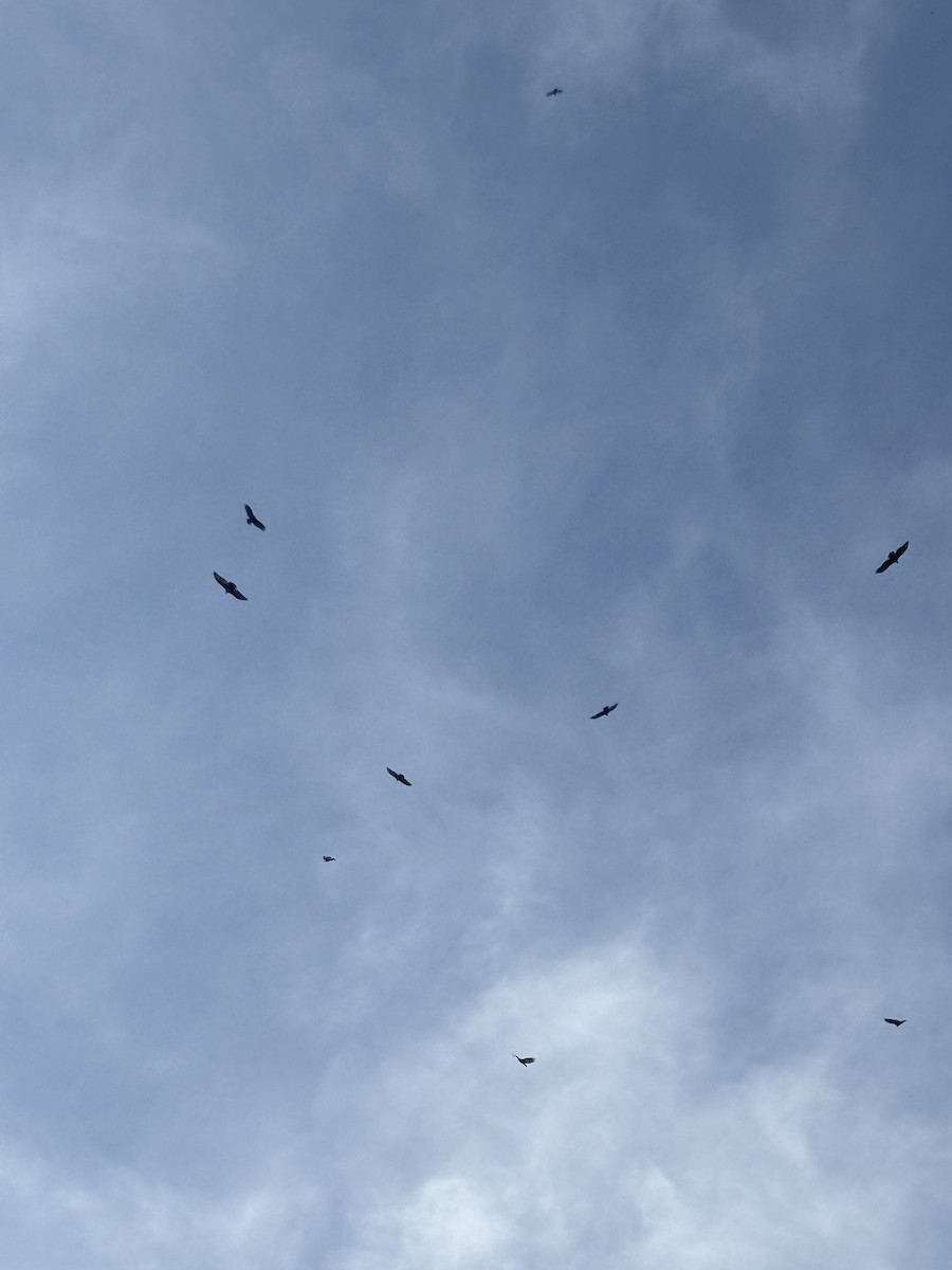 Turkey Vulture - ML643165093