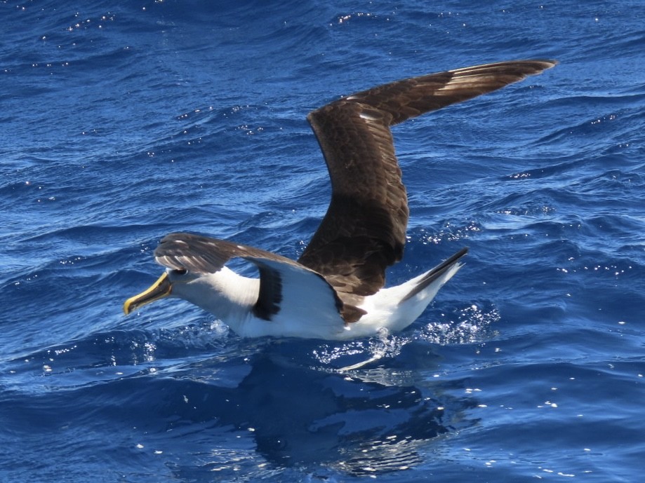 Buller's Albatross - ML643165095