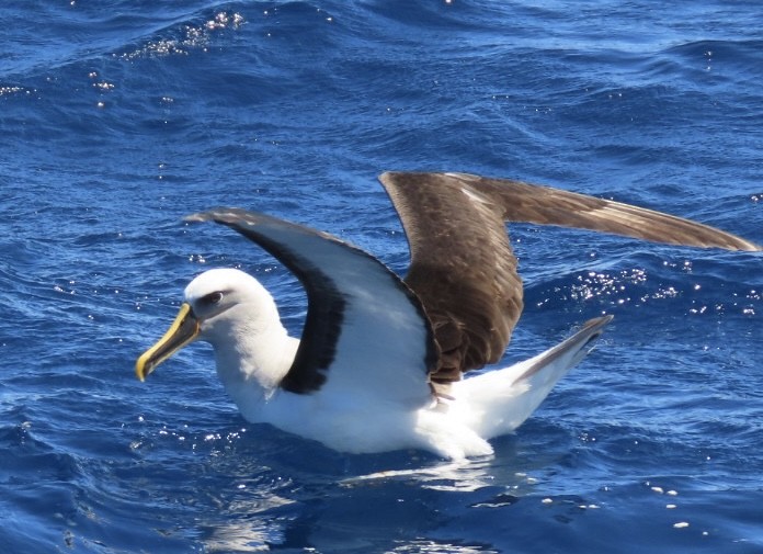 Buller's Albatross - ML643165096