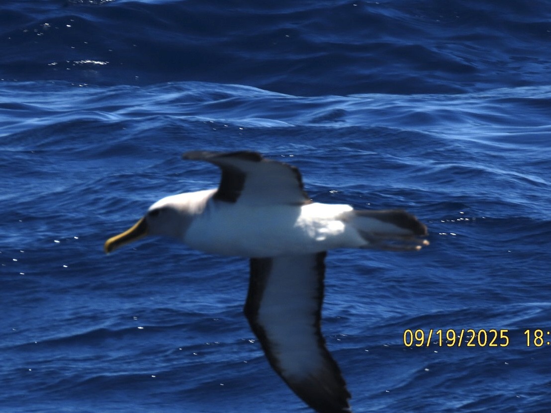 Buller's Albatross - ML643165097