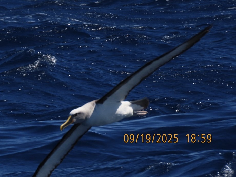 Buller's Albatross - ML643165098