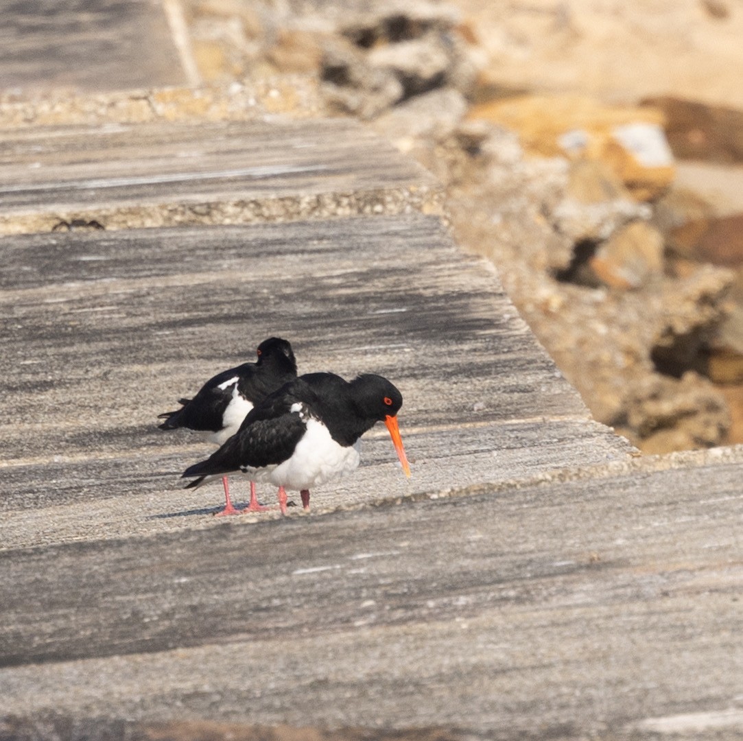 Pied Oystercatcher - ML643165124