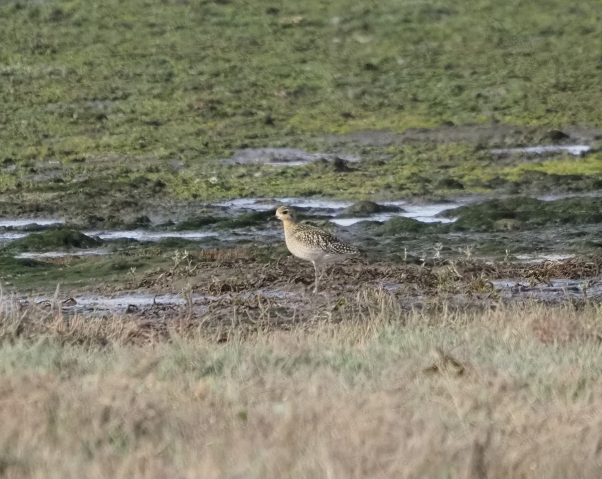 Pacific Golden-Plover - ML643165125