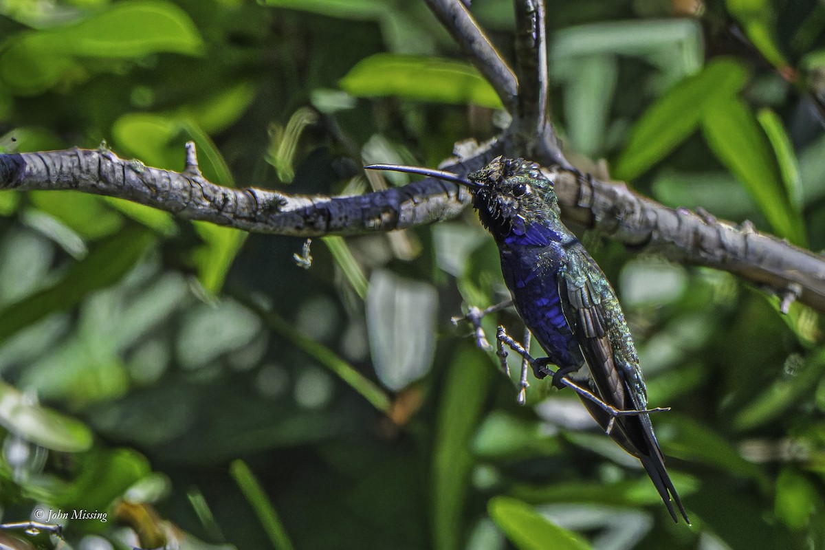 Blue-tufted Starthroat - ML643165128