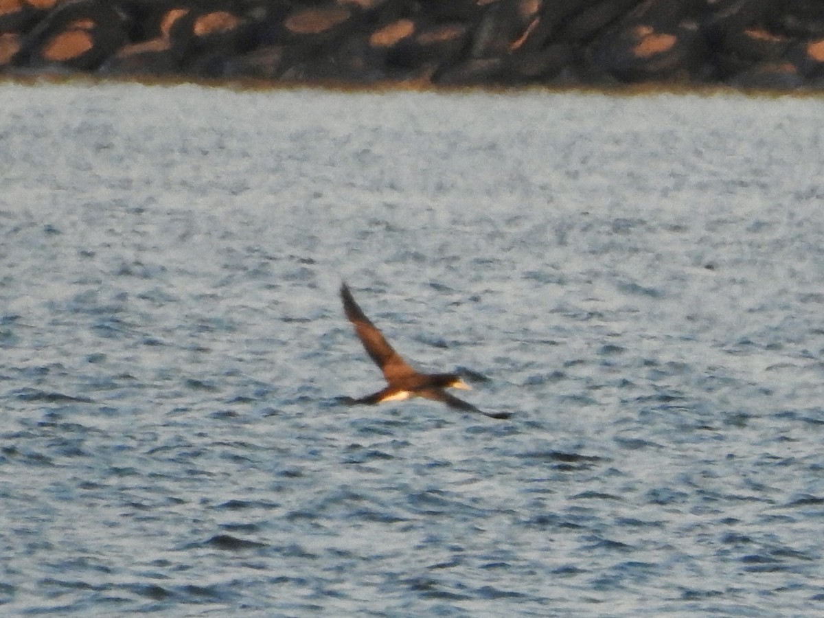 Brown Booby - ML643165136