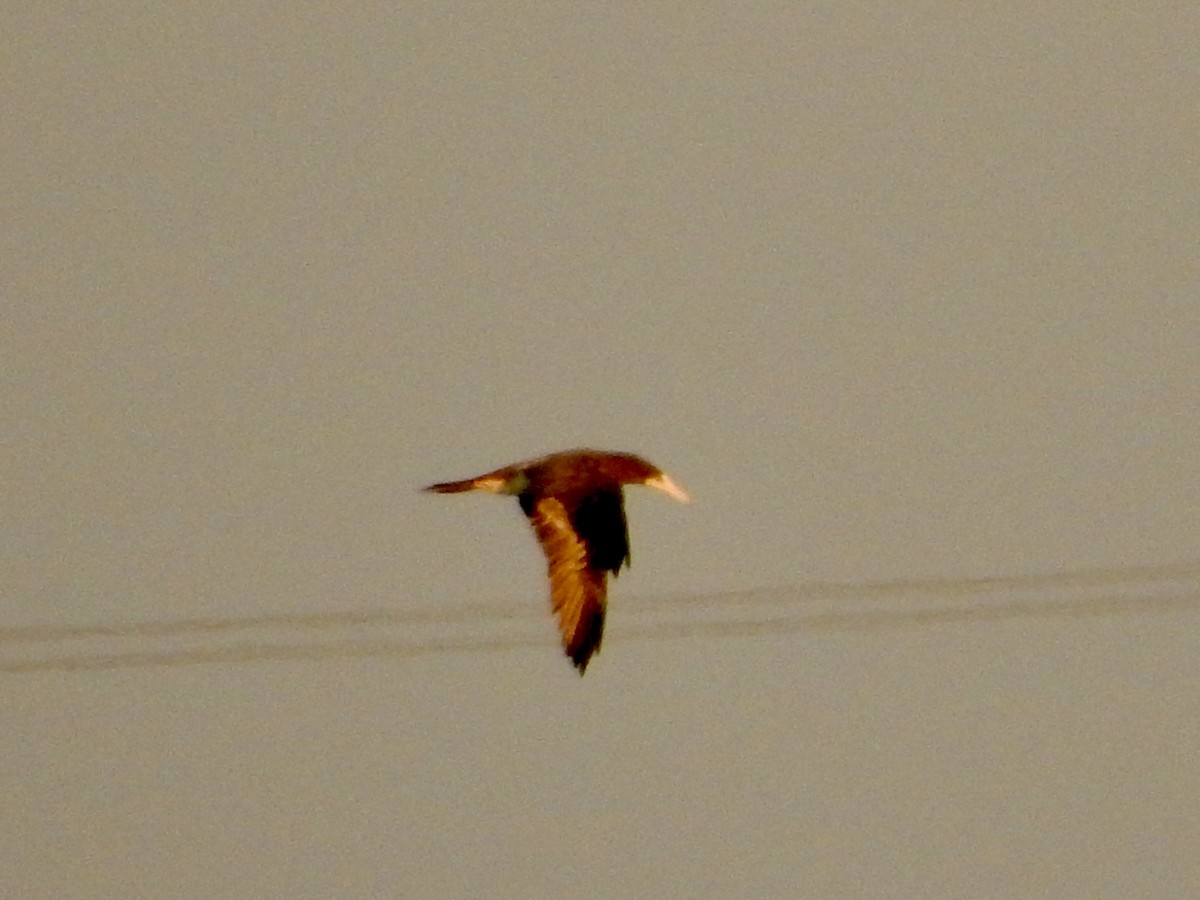 Brown Booby - ML643165137